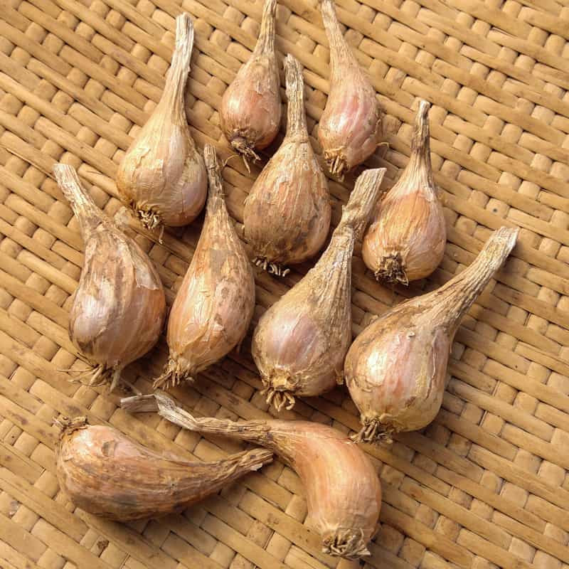 French Grey Shallots 20 Bulbs for Planting or Eating. Great Taste and Smell  