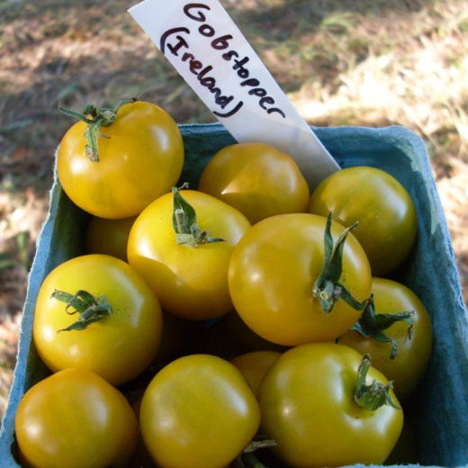 Organic Gobstopper Tomato seed