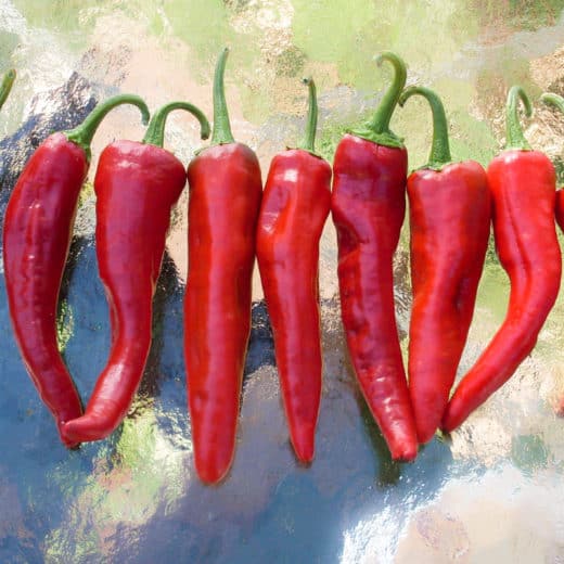 Organic Hot Pepper Chimayo Seed