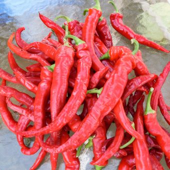Maria Nagy’s Transylvanian Hot Pepper Organic Maria Nagy's Transylvanian Hot Pepper seeds