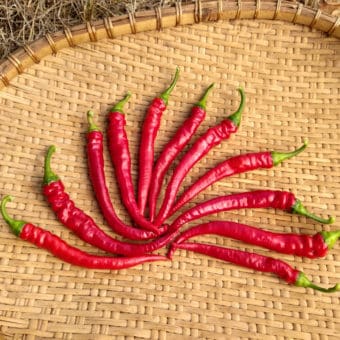 Organic Maria Nagy's Transylvanian Hot Pepper seeds