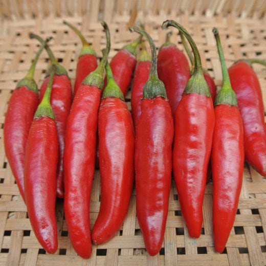 Hot Pepper, Târgu Mureş Targu Mures