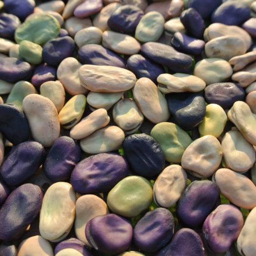 Fava Bean, Ianto's Return (Organic)
