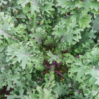 Organic Russian Hungar Gap Kale seed