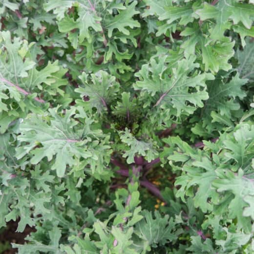 Organic Russian Hungar Gap Kale seed
