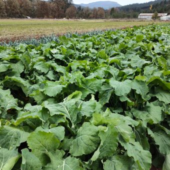 Sutherland Kale Organic Sutherland Kale Seed