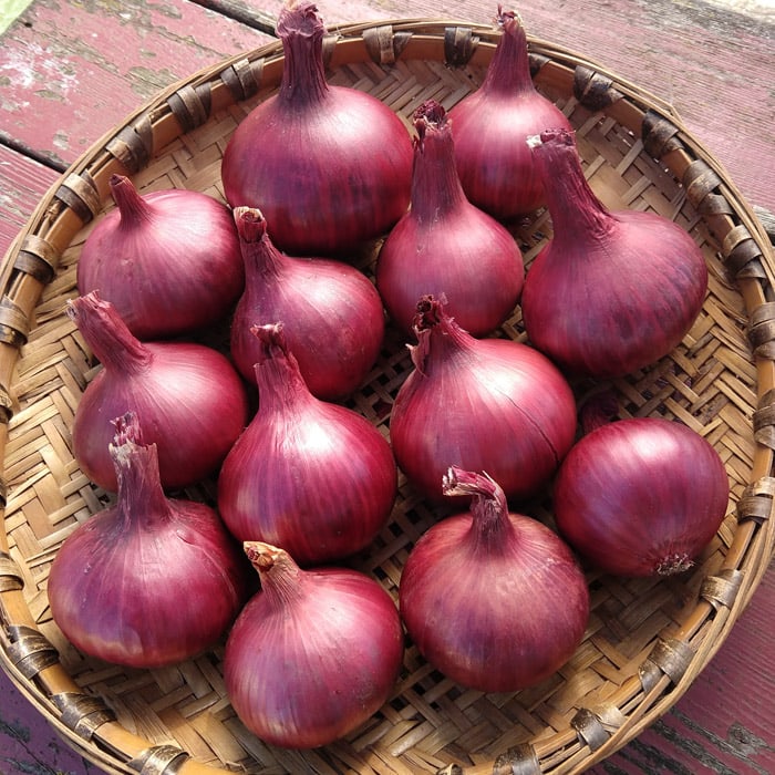 Lilahagyma Karmen Hungarian Red Onion seeds 450 seeds approx 