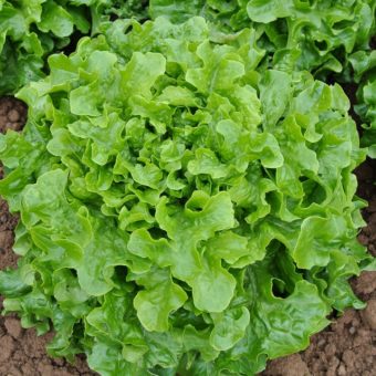 Lettuce, Florence (Organic)