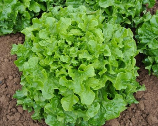 Lettuce, Florence (Organic)