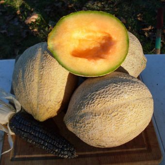 Organic Oregon Delicious Melon Seed