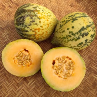 Organic Sweet Freckles Melon seed