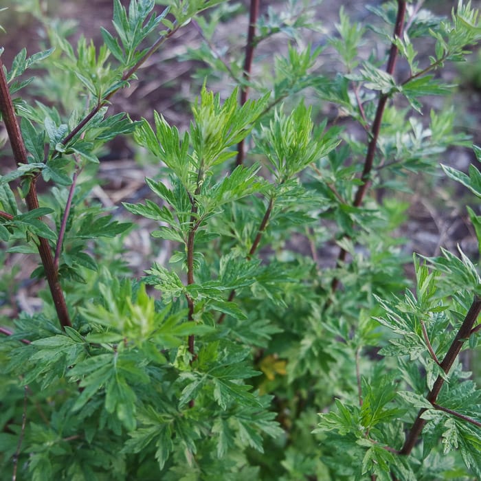 525 Seeds Mugwort Artemisia Vulgaris Woodworm Organic & Homemade