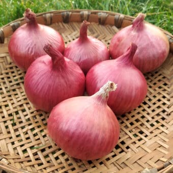 Organic Maria Nagy's Transylvanian Red Onion Seed