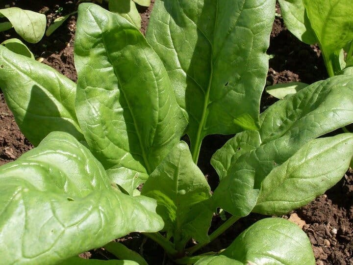Spinach Giant Winter Organic 800 Seeds