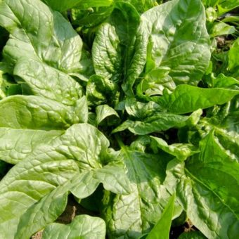 Spinach, Verdil (Organic)