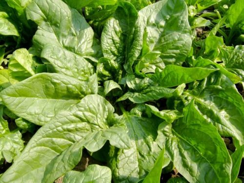 Spinach, Verdil (Organic) - Adaptive Seeds