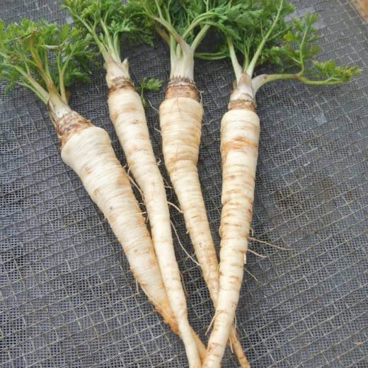 Parsley Root, Hilmar (Organic)