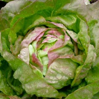 Lettuce, Brune Percherone (Organic)