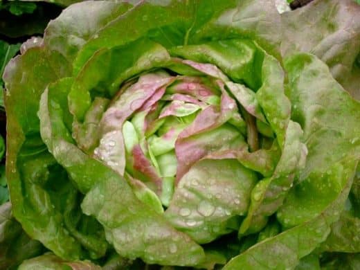 Lettuce, Brune Percherone (Organic)