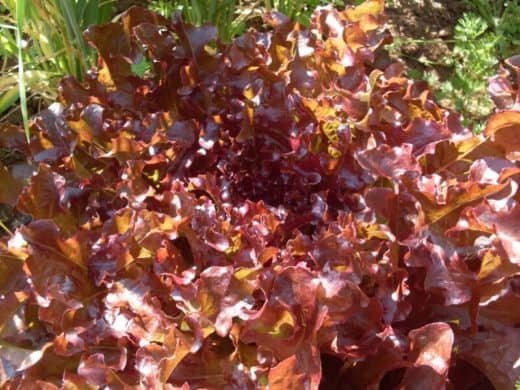 Lettuce, Cerise Oak Leaf (Organic)