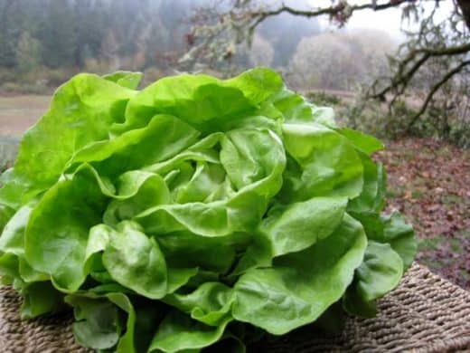 Lettuce, Cindy (Organic)
