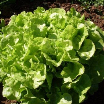 Lettuce, Galisse (Organic)