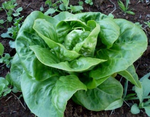 Lettuce, Little Gem Pearl (Organic)