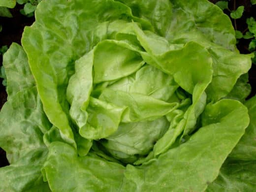 Lettuce, Northern Queen (Organic)