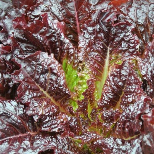 Lettuce, Red Evolution (Organic)