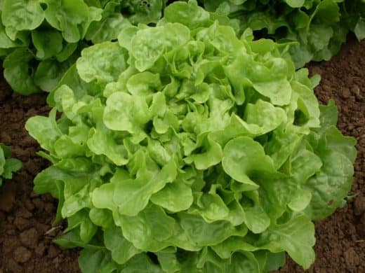 Lettuce, Smile (Organic)