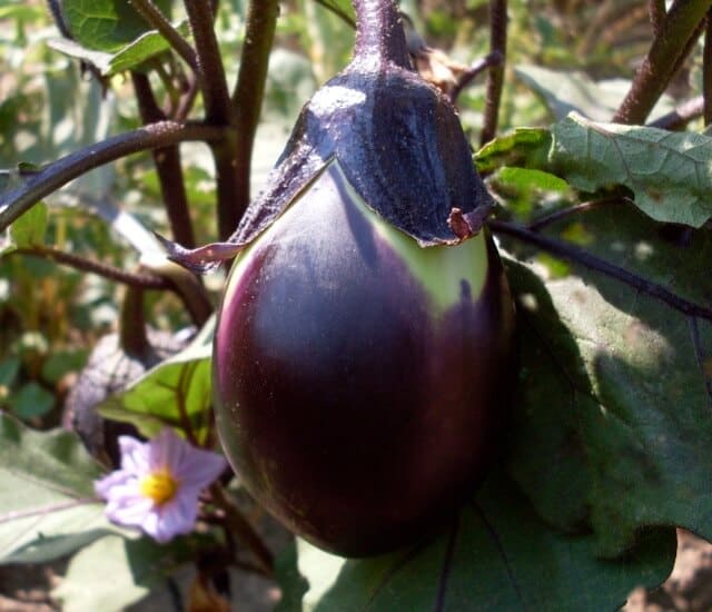Eggplant, Udumalpet (Organic) - Adaptive Seeds