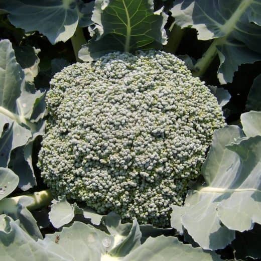 Organic Umpqua Broccoli Seed