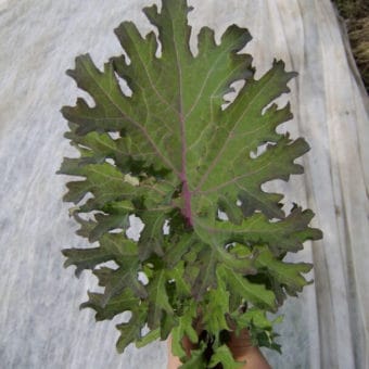 Kale, Russian Hunger Gap (Organic)