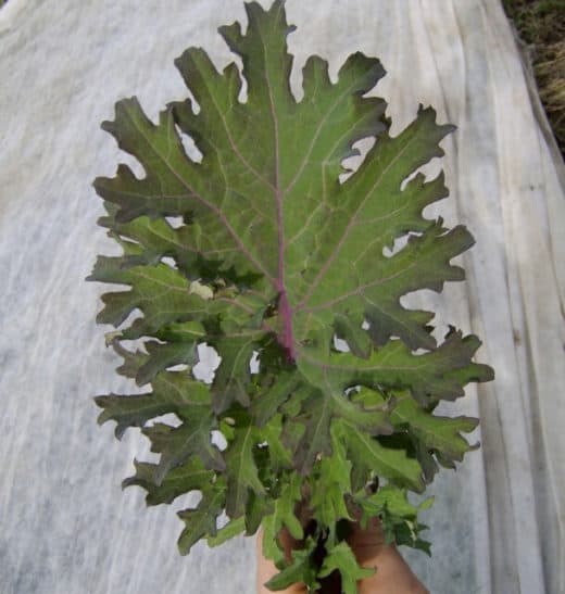 Kale, Russian Hunger Gap (Organic)