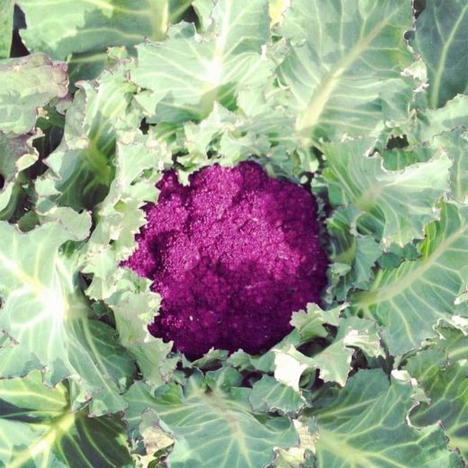 Cauliflower, Purple Cape