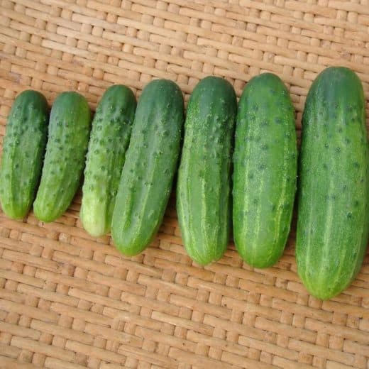 Cucumber, Addis Pickle (Organic)