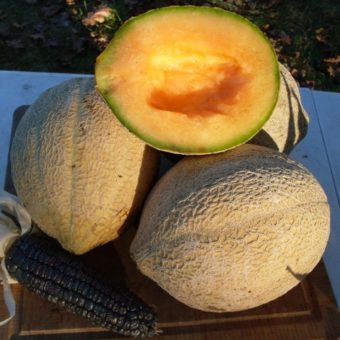 Melon, Oregon Delicious (Organic)