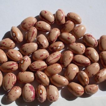 Bush Dry Bean, Volga German Siberian (Organic)