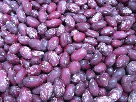 Bush Dry Bean, Whipple (Organic)