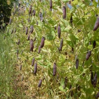 Shelling Pea, Caruther's Purple Pod (Organic)