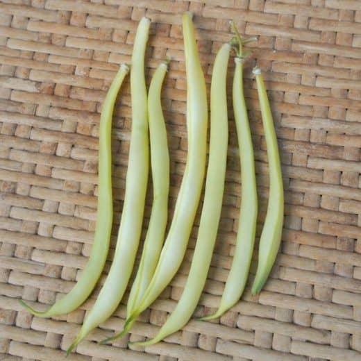 Bush Snap Bean, Hildora (Organic)