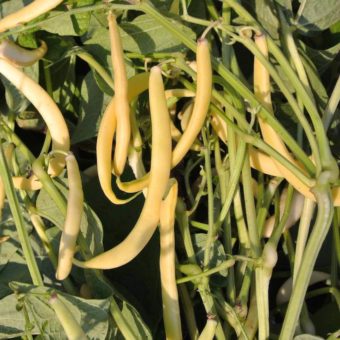 Bush Snap Bean, Pisarecka Zlutoluske (Organic)