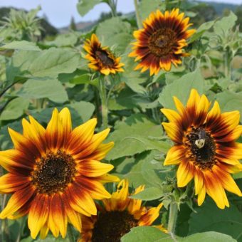 Ring Of Fire Sunflower (Organic)