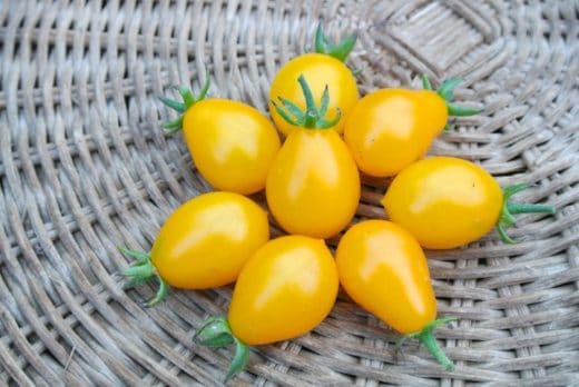 Tomato, Polen Yellow Pear (Organic)