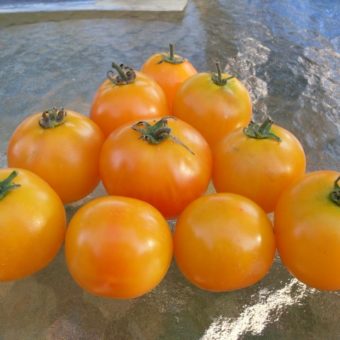 Tomato, Amber (Organic)