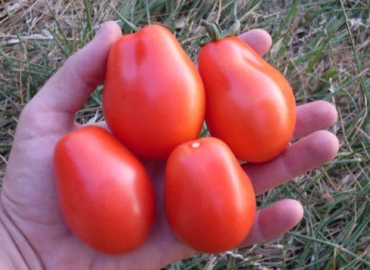Tomato, Baylor Paste (Organic)