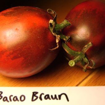 Tomato, De Berao Braun