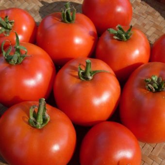 Tomato, Early Willamette (Organic)