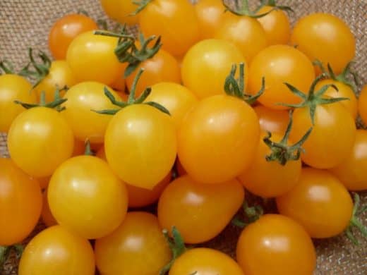 Tomato, Estonian Yellow Cherry