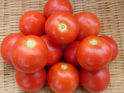 Tomato, Fakel (Organic)